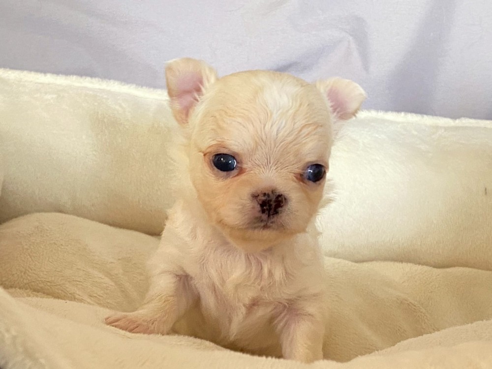 クリームのチワワ（ロング）