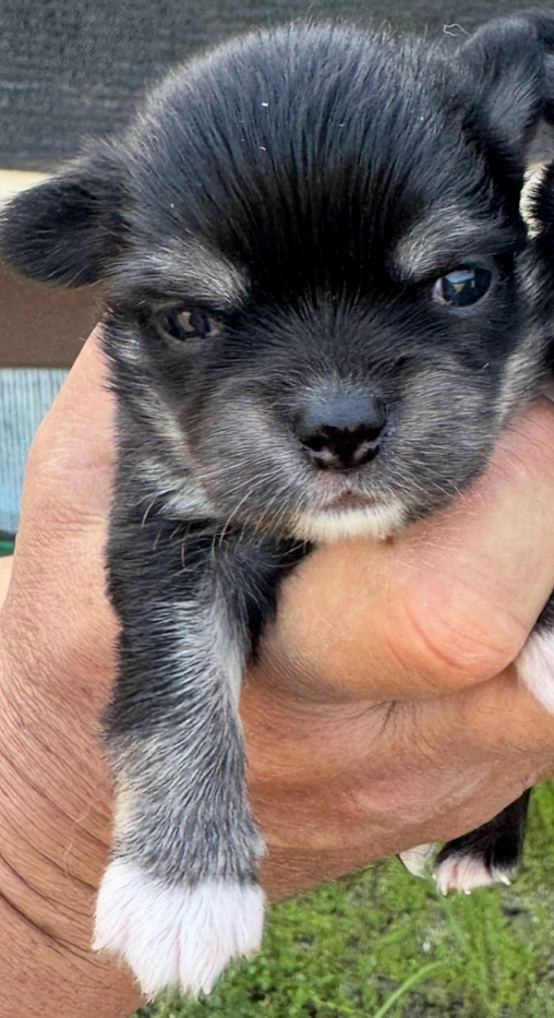 ブラックタンの男の子