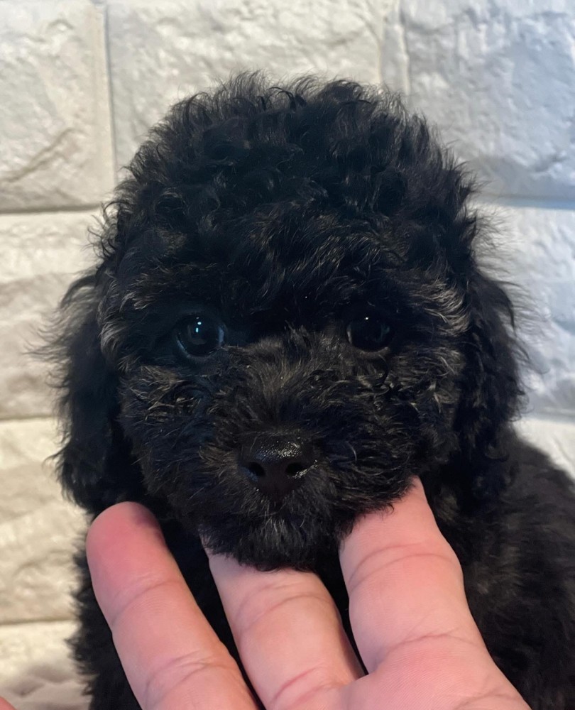 ブリンドルカラー